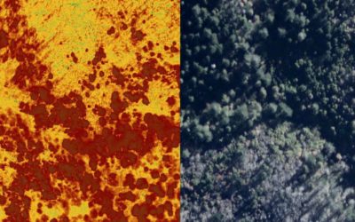 Analyzing Burned Vegetation?